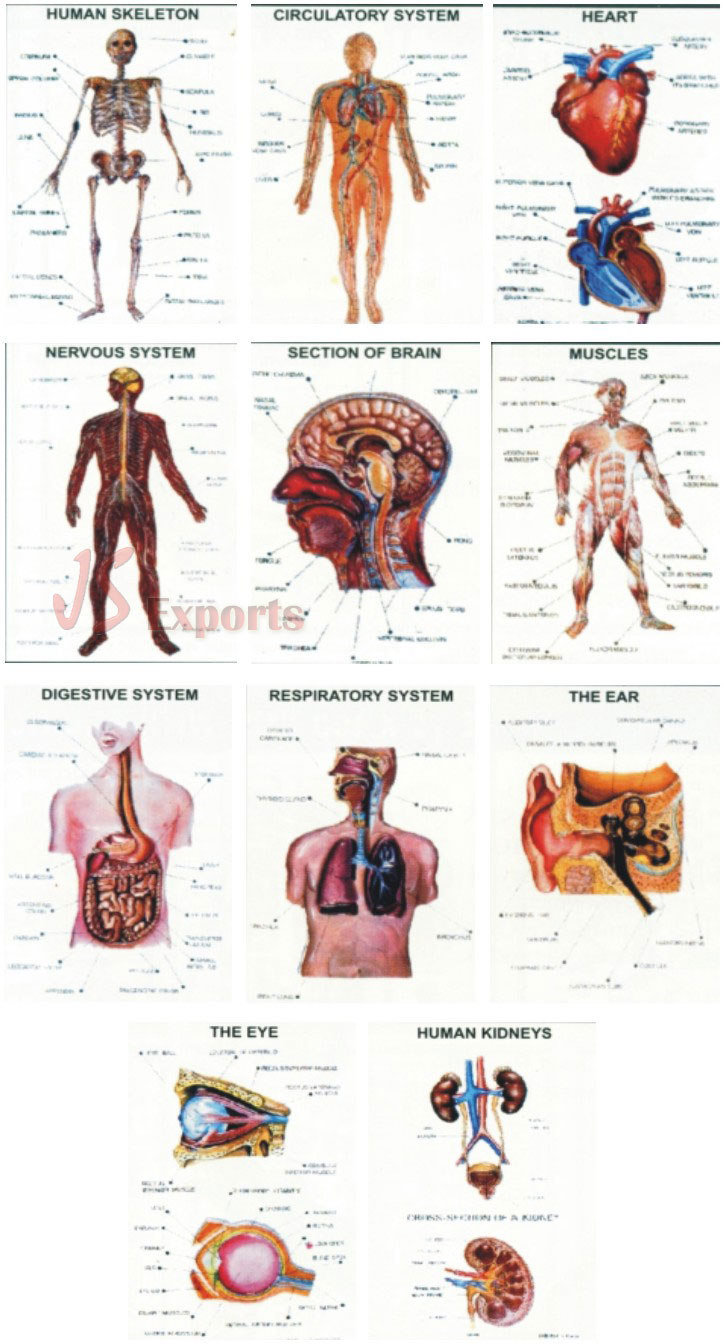 HUMAN ANATOMY (SET OF 11)